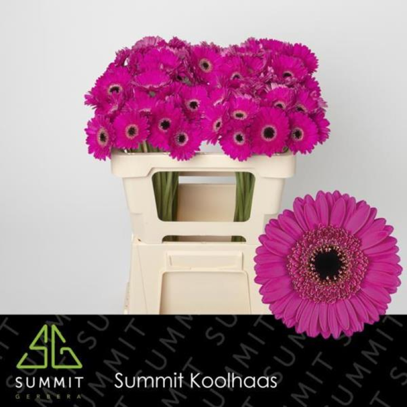 Germini Mov, 50 cm, Pachet (20 buc.)